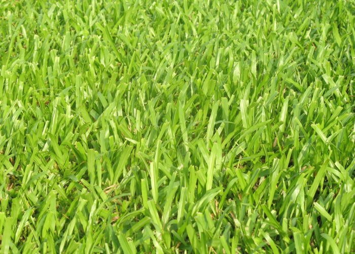 staug-grass