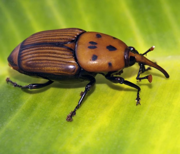 picture of palm weevil